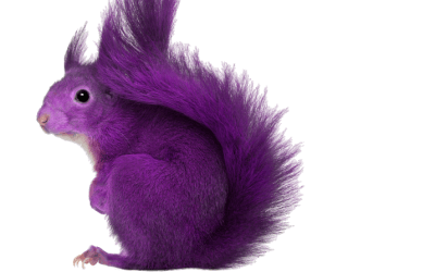 The Purple Squirrel Exists, and We Can Find Them